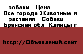 собаки › Цена ­ 2 500 - Все города Животные и растения » Собаки   . Брянская обл.,Клинцы г.